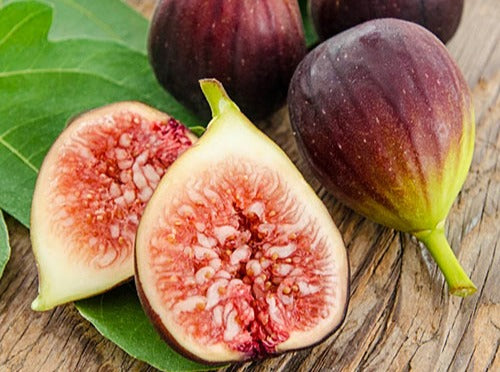 Fig Tree 无花果树 – LA-PLANTS.COM