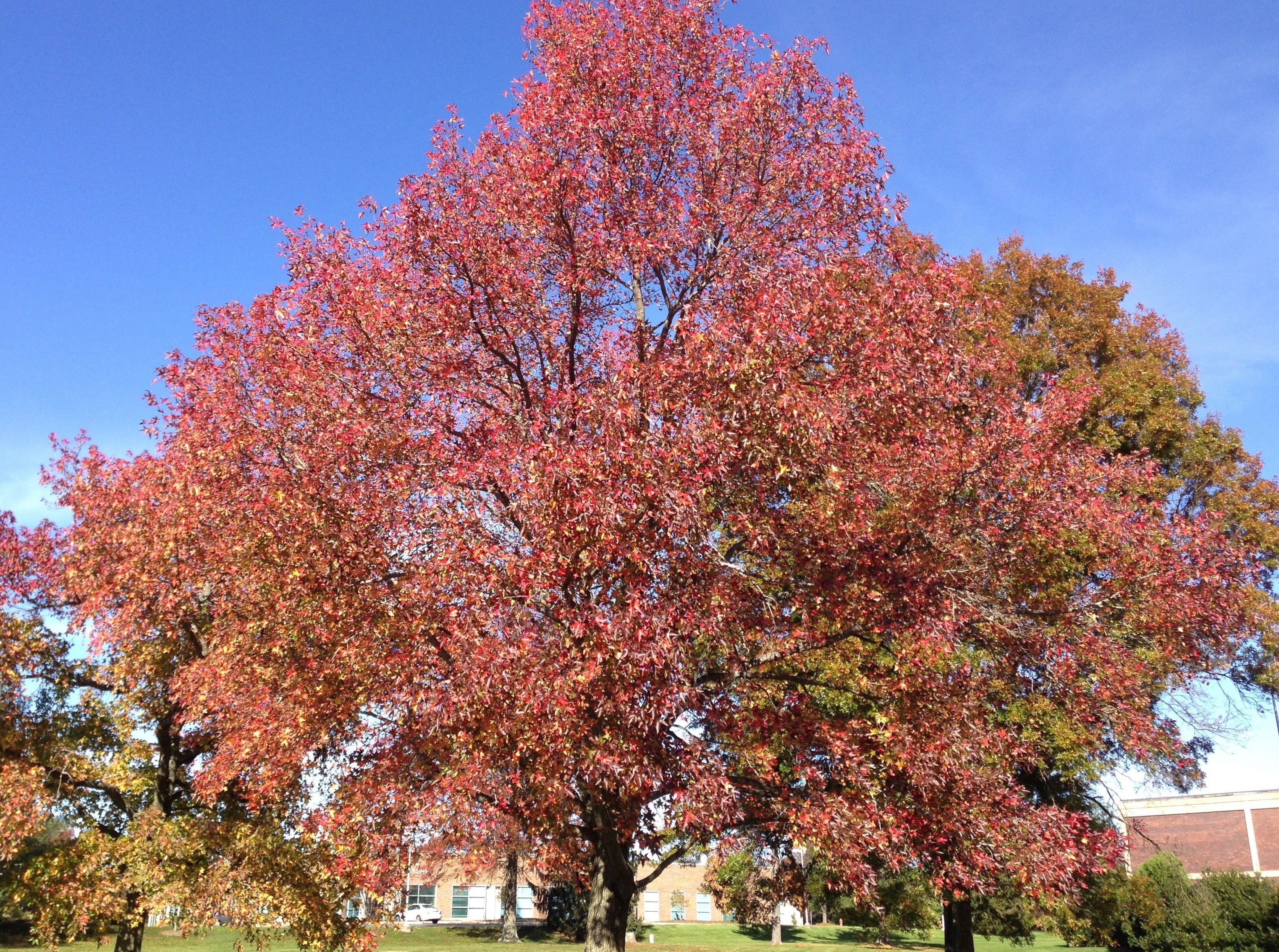 北海道あずき　アメリカンフラワー 北海道あずき様専用 アメリカンフラワー