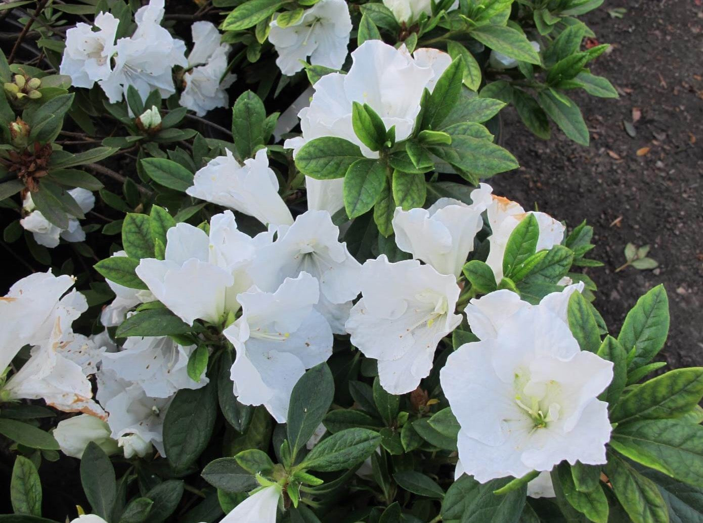 Azalea 'Alaska' 白杜鹃 – LA-PLANTS.COM
