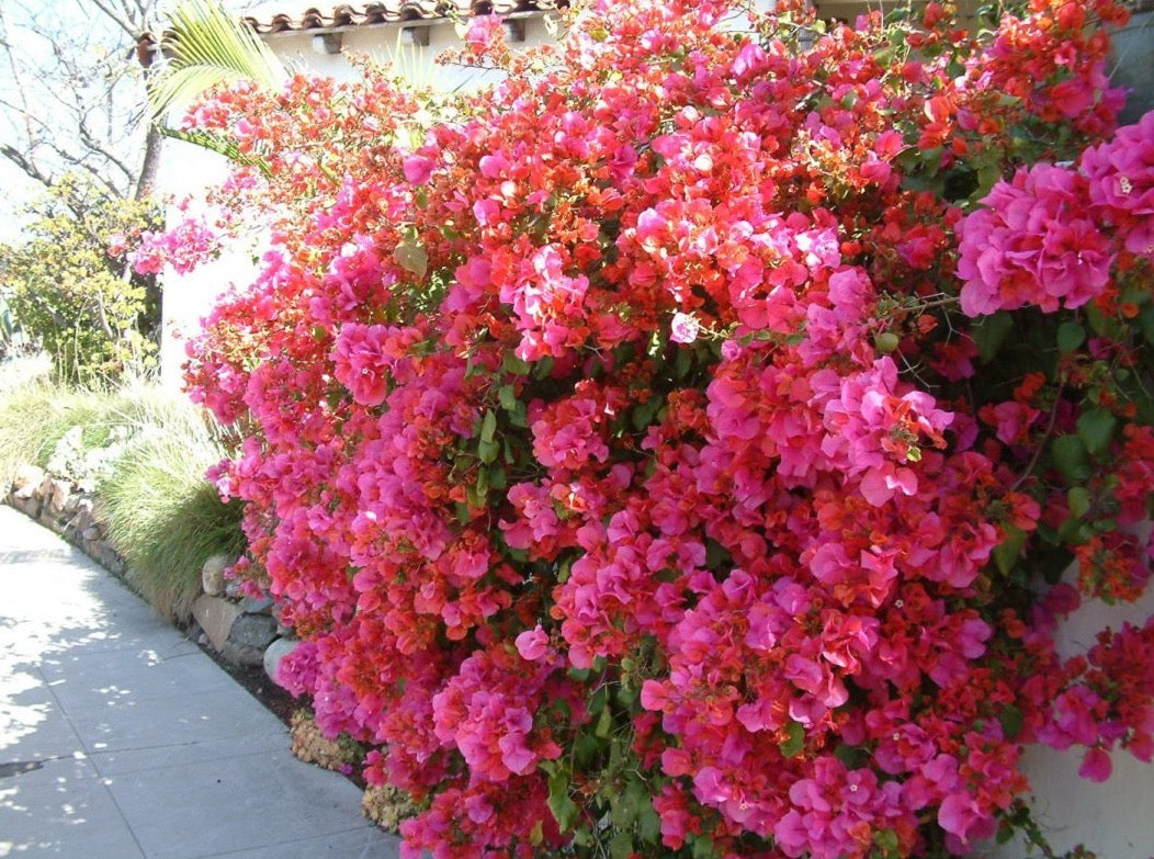 Bougainvillea Red 'Barbara Karst' (Vine Type) 亮红三角梅– LA