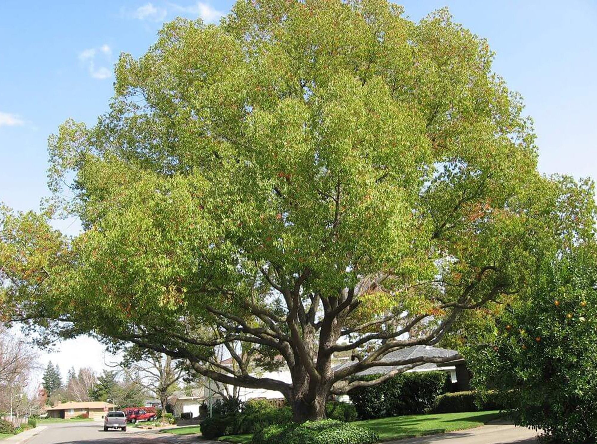 camphor tree bonsai Camphor Tree—Cinnamomum Camphora 香樟树 – LA-PLANTS.COM