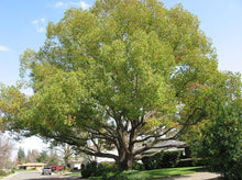Load image into Gallery viewer, Camphor Tree—Cinnamomum Camphora 香樟树
