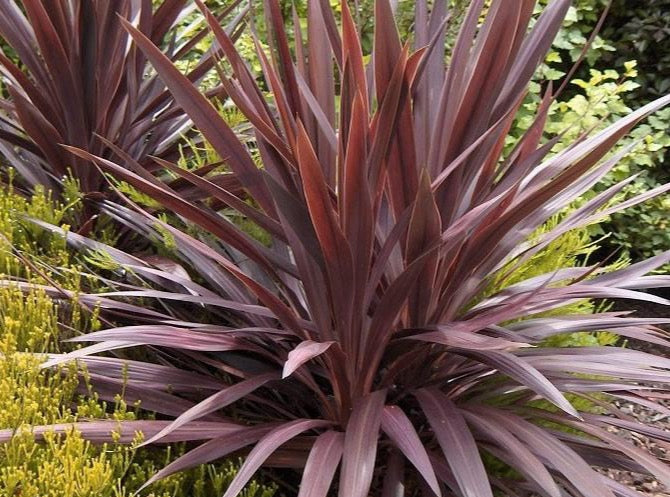 cordyline red star dracaena palm Red Grass Palm— Cordyline australis 'Red Star' 剑叶朱蕉 – LA-PLANTS.COM