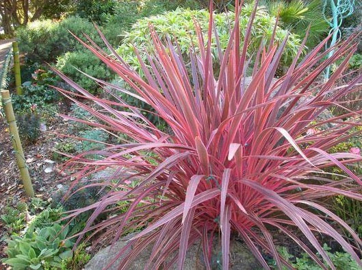 palm plant with pink edges Electric Pink Grass Palm— Cordyline 'Electric Pink' 亮粉朱蕉 – LA-PLANTS.COM