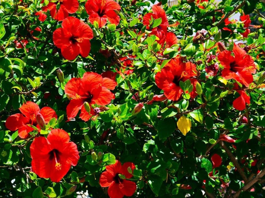Hibiscus Red 木芙蓉 – LA-PLANTS.COM