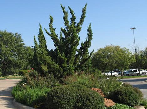 Hollywood Juniper- Juniperus Chinensis ‘Kaizuka' 好莱坞杜松柏