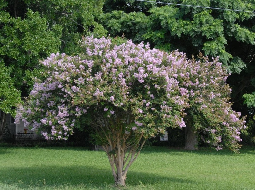 crape myrtle lavender tree Crape Myrtle Lavender— Lagerstroemia 'Muskogee' 粉花紫薇 – LA-PLANTS.COM