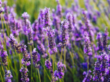 将图片加载到图库查看器,Lavender 薰衣草