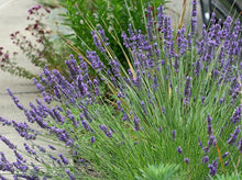 将图片加载到图库查看器,Lavender 薰衣草