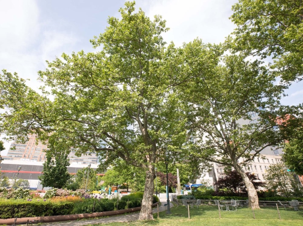 London Plane Tree, Sycamore— Platanus x acerifolia 法国梧桐