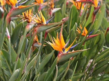 Load image into Gallery viewer, Birds of Paradise— Strelitzia Reginae 天堂鸟
