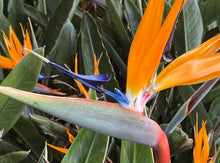 Load image into Gallery viewer, Birds of Paradise— Strelitzia Reginae 天堂鸟
