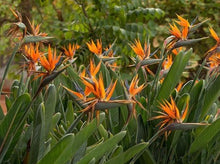 Load image into Gallery viewer, Birds of Paradise— Strelitzia Reginae 天堂鸟