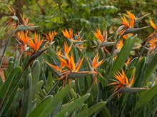 Load image into Gallery viewer, Birds of Paradise— Strelitzia Reginae 天堂鸟
