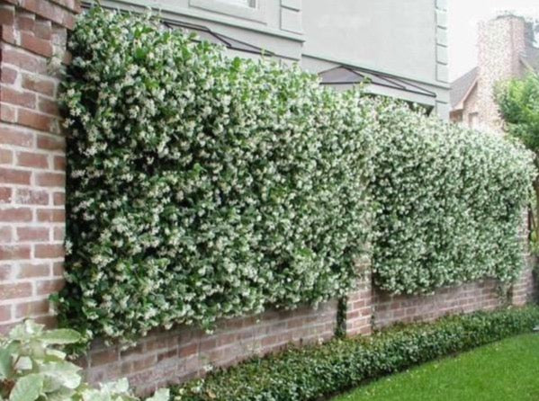 alder & oak star jasmine potted plant Star Jasmine Staked—Trachelospermum Jasminoides 星茉莉(爬藤) – LA-PLANTS.COM