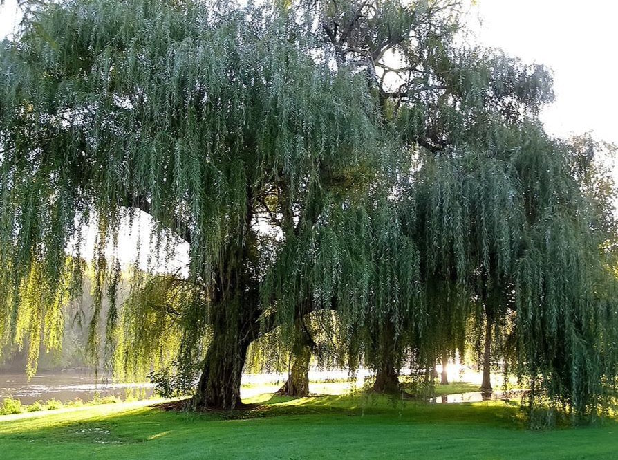 Weeping Willow—Salix Babylonica 垂柳