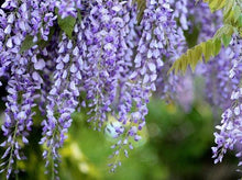Load image into Gallery viewer, Chinese Wisteria—Wisteria Sinensis 紫藤
