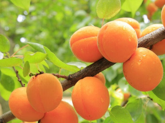 Apricot Tree 杏树