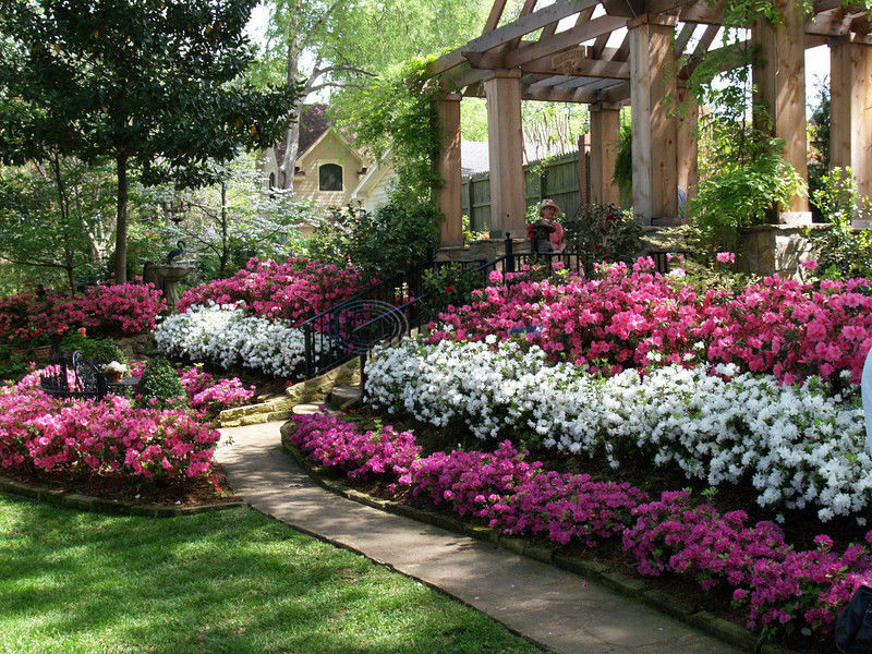 white roses to plant Iceberg Rose