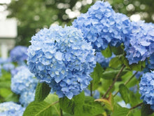 Load image into Gallery viewer, Hydrangea Blue 蓝绣球
