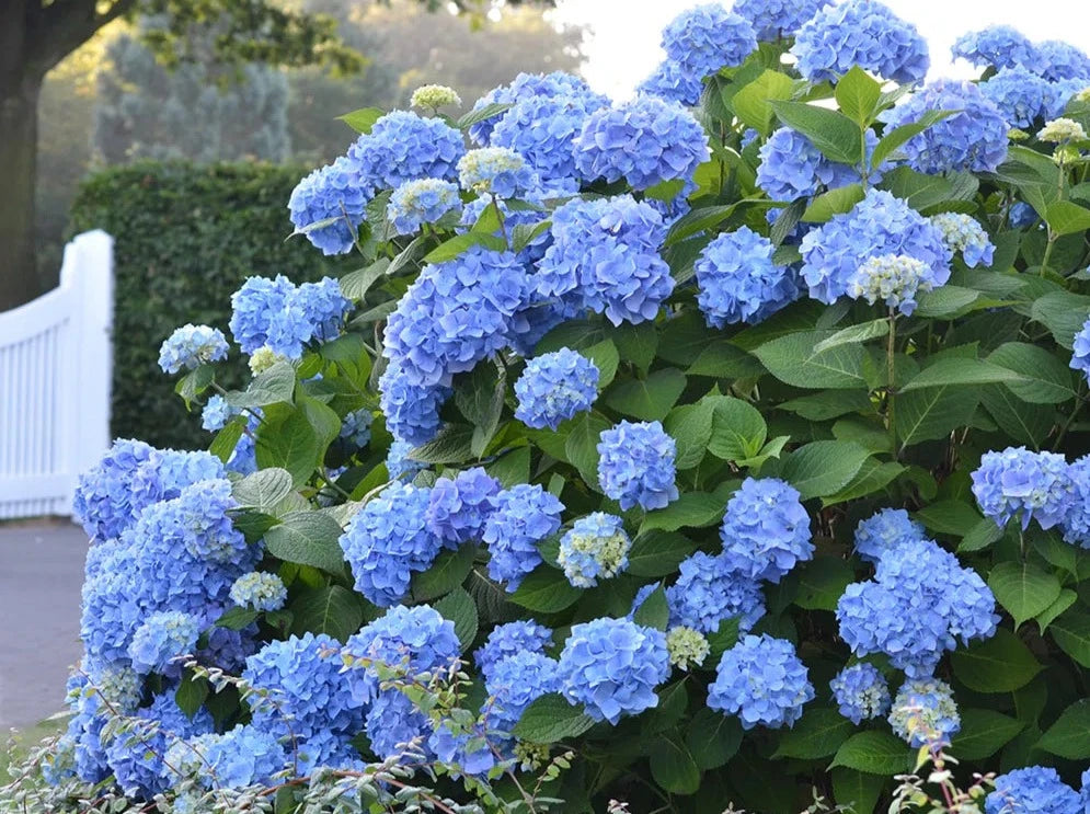 Hydrangea Blue 蓝绣球