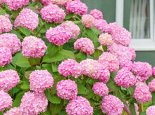 Load image into Gallery viewer, Hydrangea Pink 粉绣球
