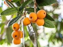 Load image into Gallery viewer, Loquat Tree 枇杷树
