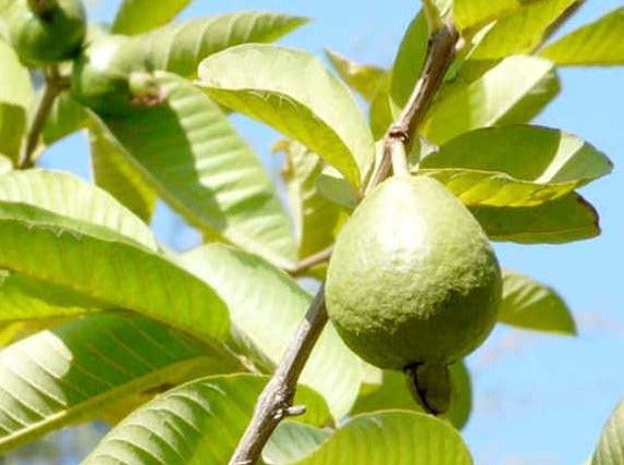 Guava Tree 番石榴树