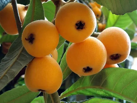 Loquat Tree 枇杷树 – LA-PLANTS.COM