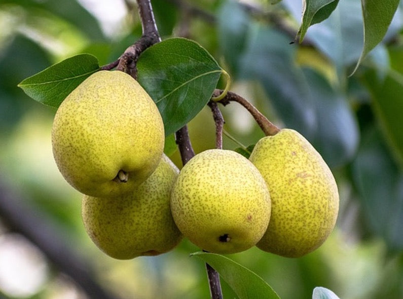 Pear Tree 梨树 – LA-PLANTS.COM
