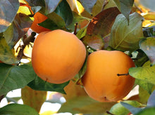 Load image into Gallery viewer, Persimmon Tree 柿子树
