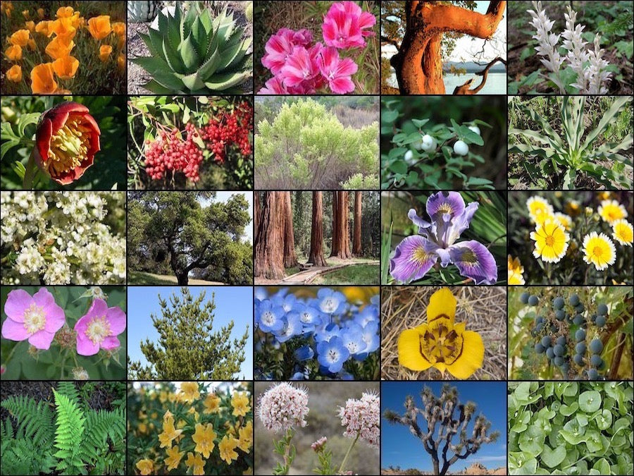 Affordable High Quality Plants  LA-PLANTS.COM
