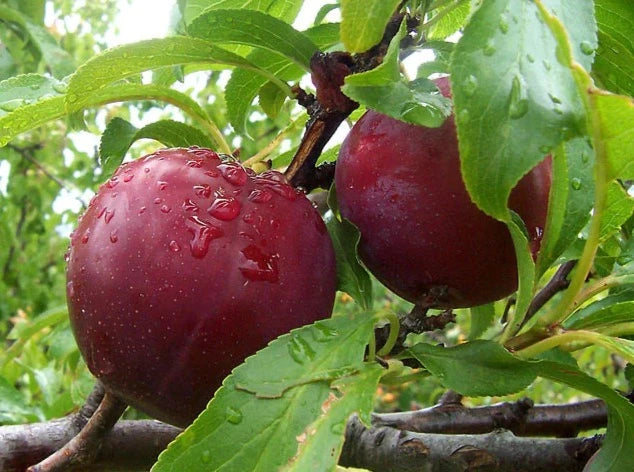 Plum Tree 李子树