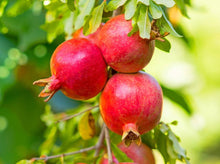 Load image into Gallery viewer, Pomegranate Tree 石榴树
