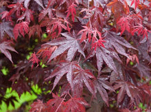 Load image into Gallery viewer, Japanese Maple ‘Bloodgood’-Acer Palmatum ‘Bloodgood’ 日本红枫
