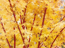 Load image into Gallery viewer, Coral Bark Japanese Maple-Acer Palmatum &#39;Sango Kaku’ 日本珊瑚枫
