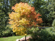 Load image into Gallery viewer, Coral Bark Japanese Maple-Acer Palmatum &#39;Sango Kaku’ 日本珊瑚枫
