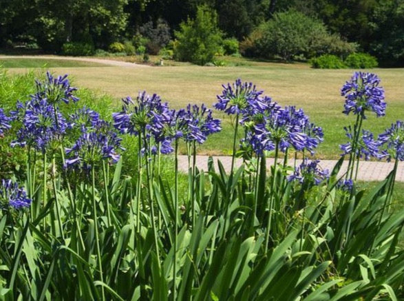 Blue Lily of the Nile-Agapanthus Africanus 百子莲