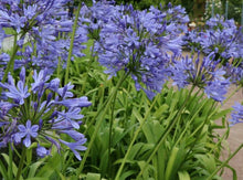将图片加载到图库查看器，Blue Lily of the Nile-Agapanthus Africanus 百子莲
