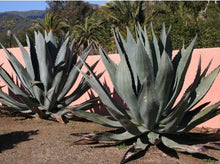 Load image into Gallery viewer, Agave Americana 龙舌兰
