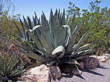 Load image into Gallery viewer, Agave Americana 龙舌兰
