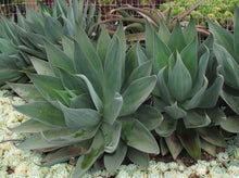 Load image into Gallery viewer, Agave ‘Blue Flame’ 龙舌兰“蓝焰”

