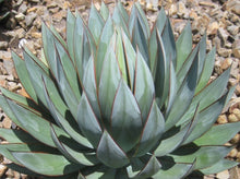 Load image into Gallery viewer, Agave ‘Blue Glow’ 龙舌兰“蓝光”
