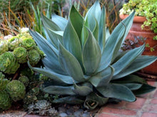 Load image into Gallery viewer, Agave ‘Blue Flame’ 龙舌兰“蓝焰”
