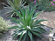 Load image into Gallery viewer, Agave Desmettiana 礼美龙舌兰
