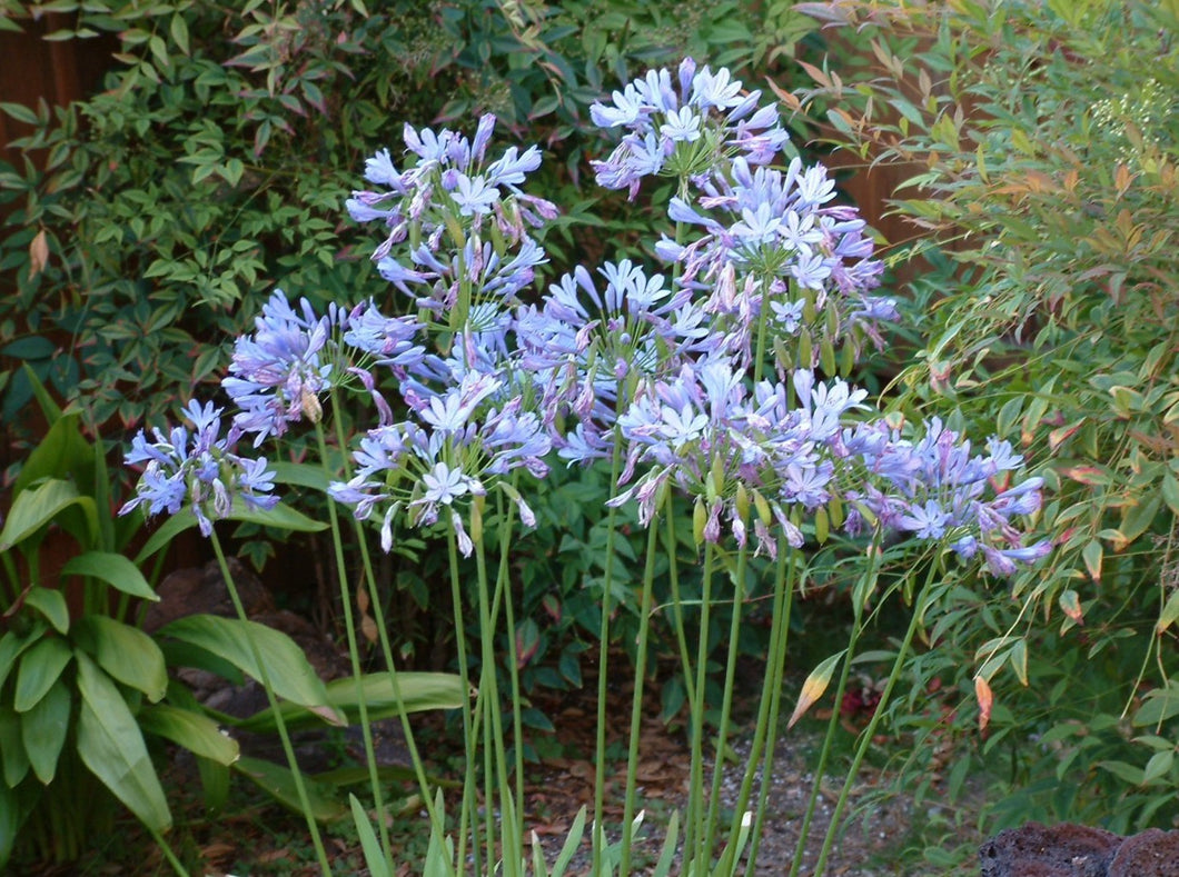 Dwarf Blue Lily of the Nile- Agapanthus 'Peter Pan’ Blue 百子莲