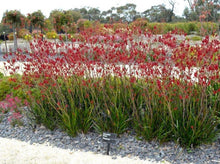 将图片加载到图库查看器，Kangaroo Paw Bright Red Flowers- Anigozanthos &#39;Big Red’ 袋鼠花
