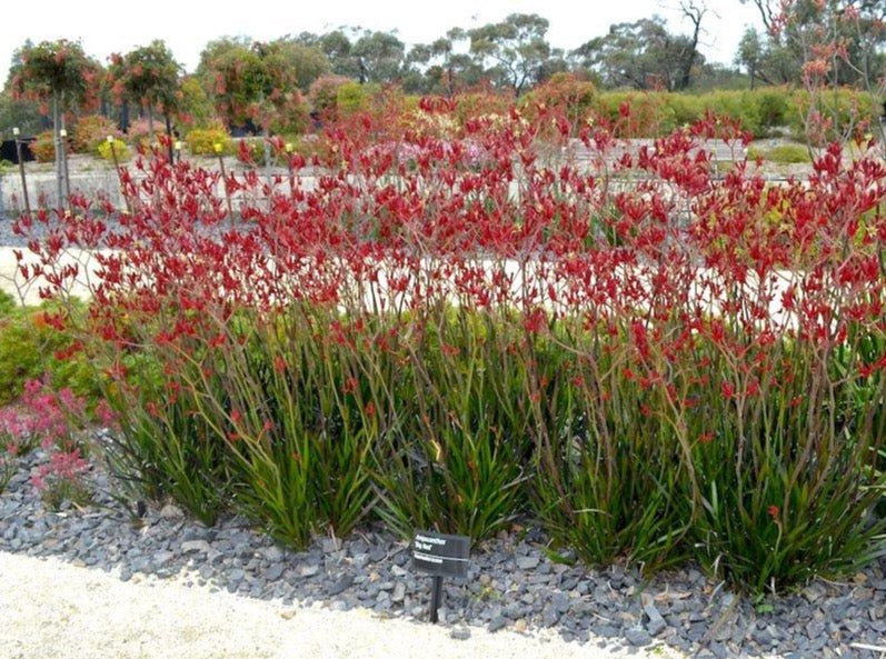 Kangaroo Paw Bright Red Flowers- Anigozanthos 'Big Red’ 袋鼠花