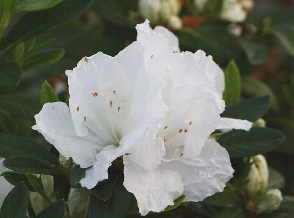 Azalea 'Alaska' 白杜鹃 – LA-PLANTS.COM