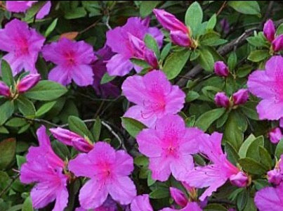 Azalea 'Formosa' 紫杜鹃